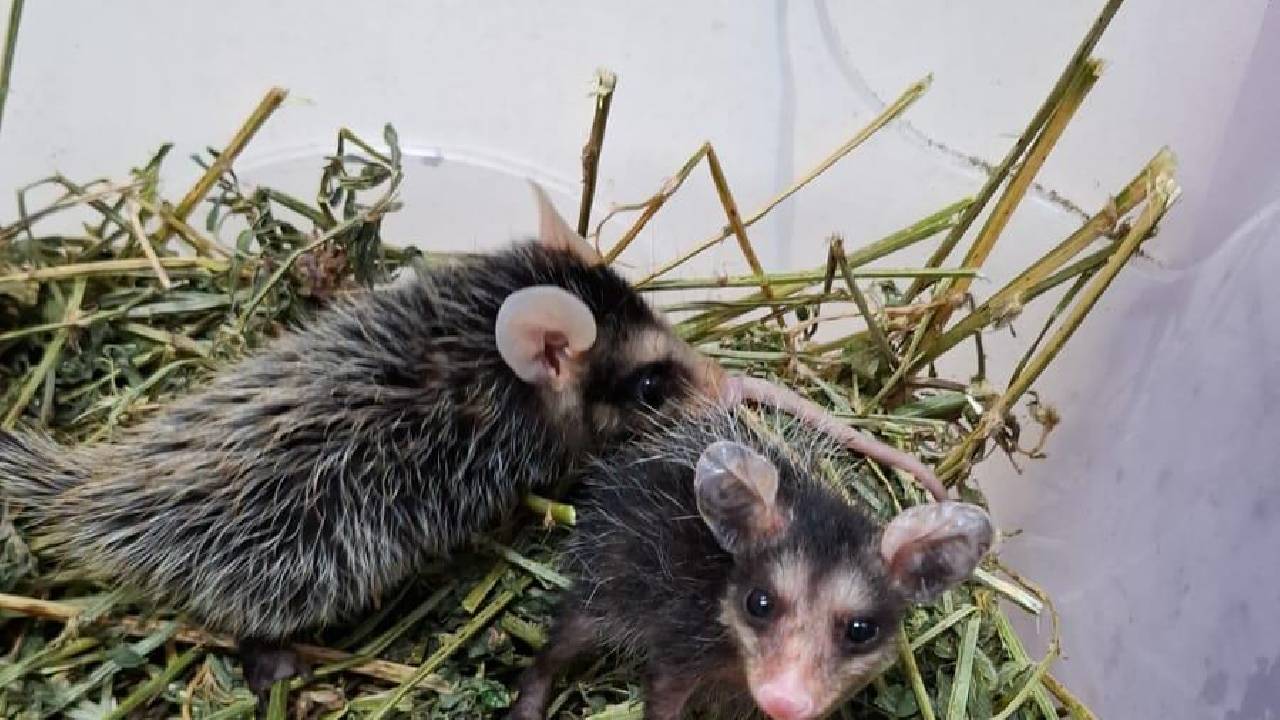 Animais resgatados em Volta Redonda retornam à natureza após reabilitação no Zoo-VR