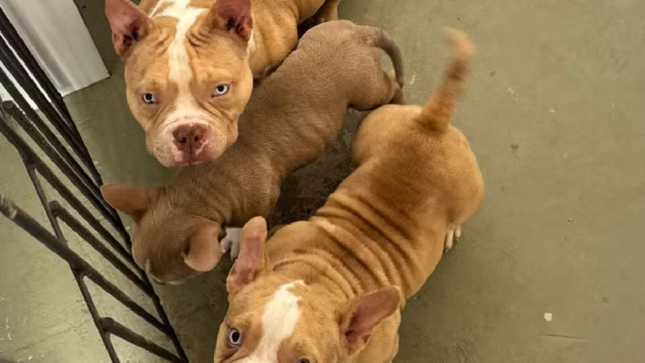 Canil clandestino com 16 cães é interditado em Volta Redonda
