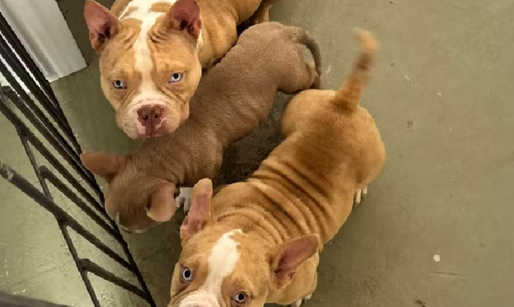Canil clandestino com 16 cães é interditado em Volta Redonda