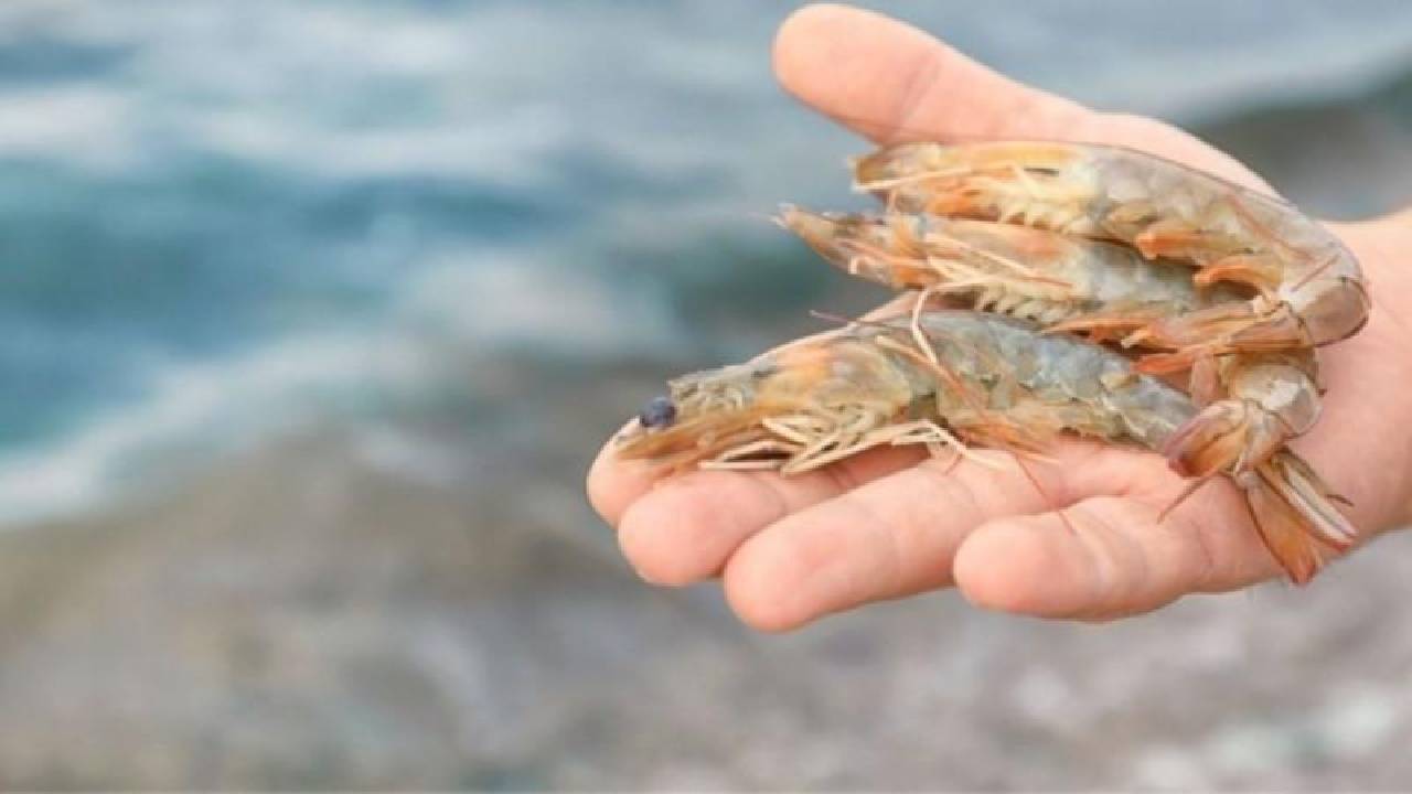 Pesca do camarão está liberada em Angra dos Reis
