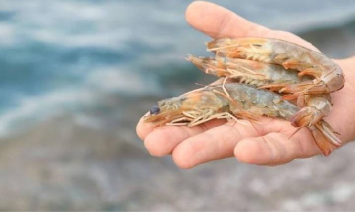 Pesca do camarão está liberada em Angra dos Reis