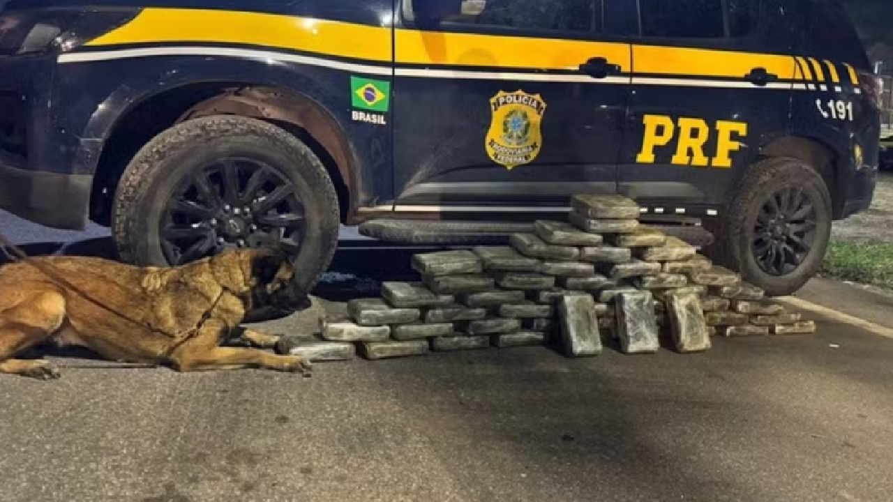 PRF apreende cerca de 50 kg de maconha na Via Dutra, em Piraí