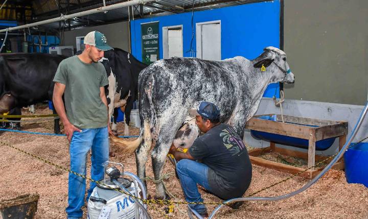 Resende conquista o 1º lugar na produção leiteira do Estado do Rio de Janeiro