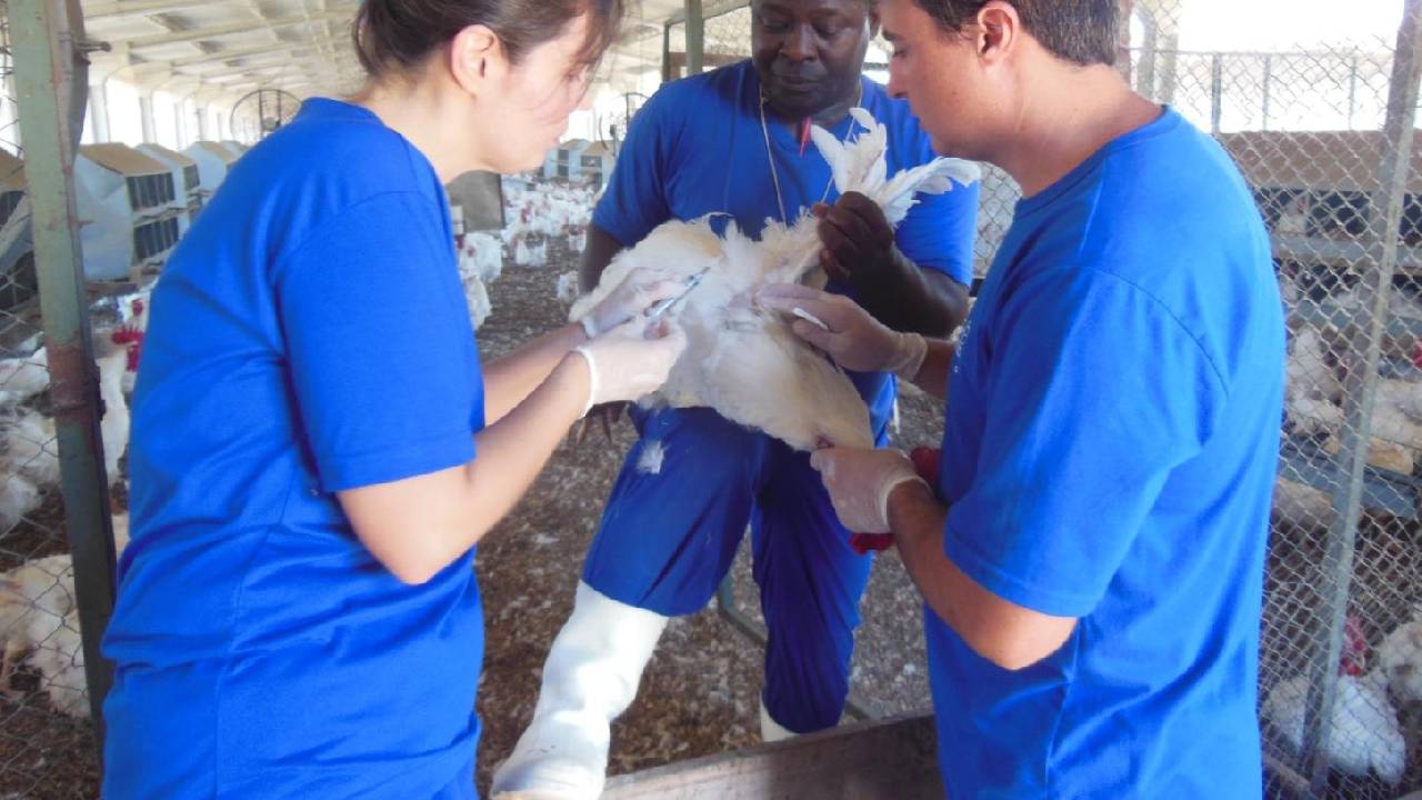 Secretaria de Estado de Agricultura promove Treinamento em Emergência Sanitária Avícola