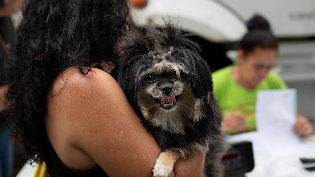 Volta Redonda abre mais 260 vagas para castração gratuita de cães e gatos em parceria com a FAA