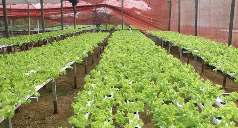 Barra Mansa realiza chamada pública para produtores da agricultura familiar