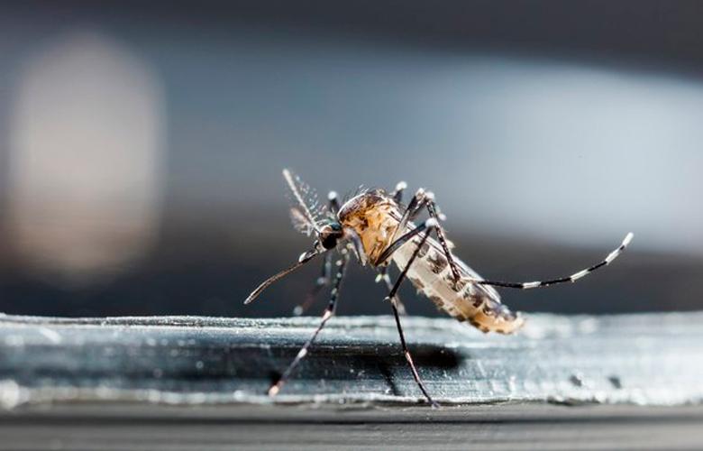 Ralos são potenciais criadouros do mosquito da dengue dentro de casa
