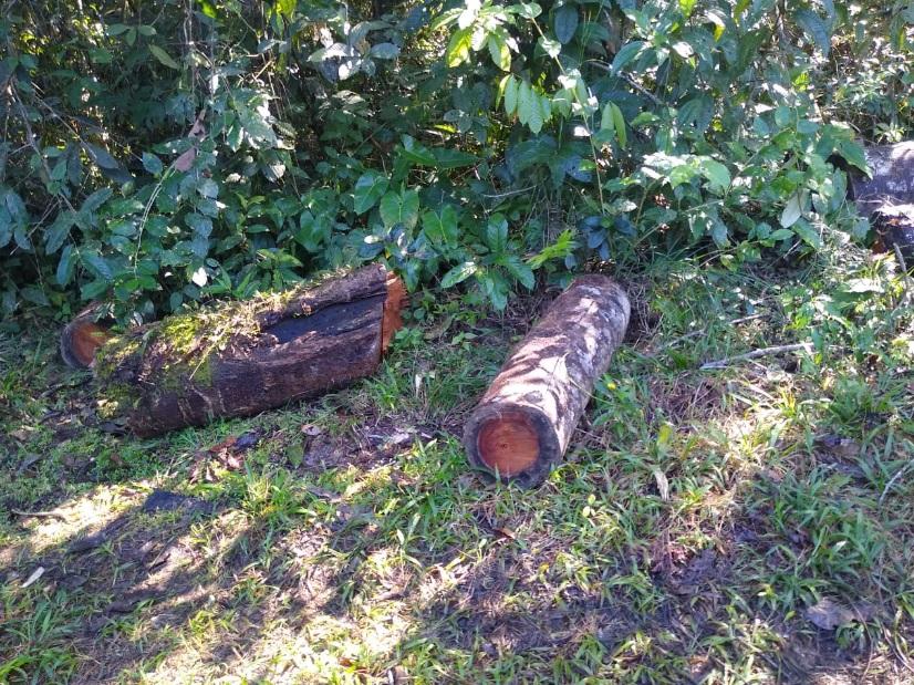 Ação da Polícia flaga desmatamento e abertura de estrada irregular em Angra dps Reis