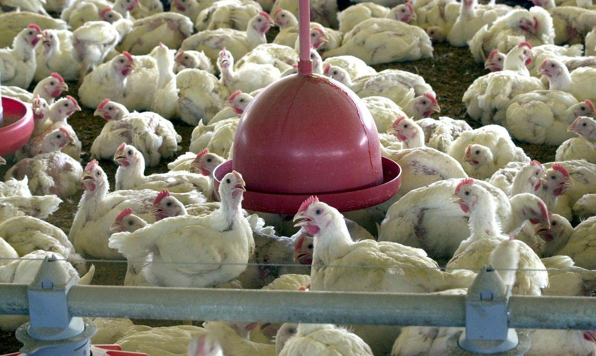Ministério da Agricultura diz que não há registro de transmissão do coronavírus por meio de comida congelada