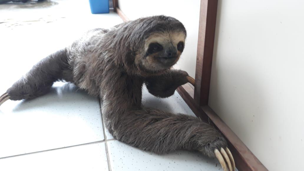 Guarda-parques do Inea resgatam na cidade de Paraty um bicho-preguiça