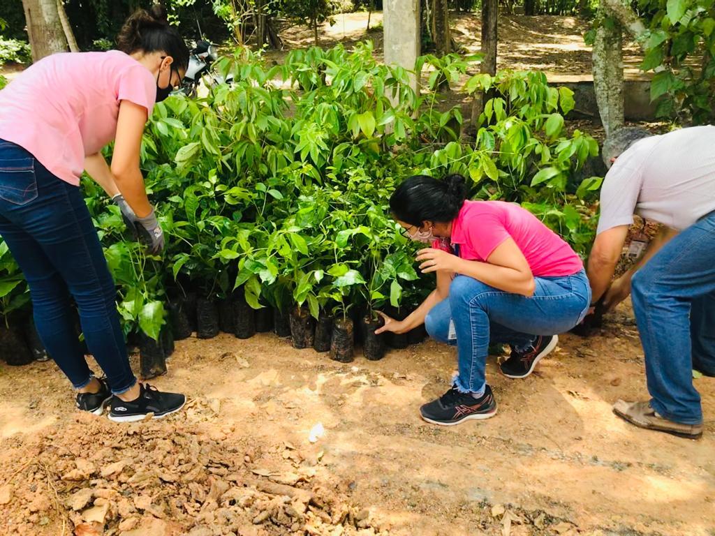 Pinheiral recebe doação de mil mudas de espécies florestais