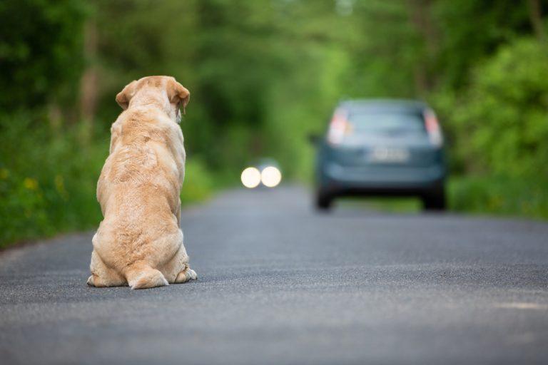 Homem que abandonou cães na Rodovia do Contorno é multado em R$ 27 mil