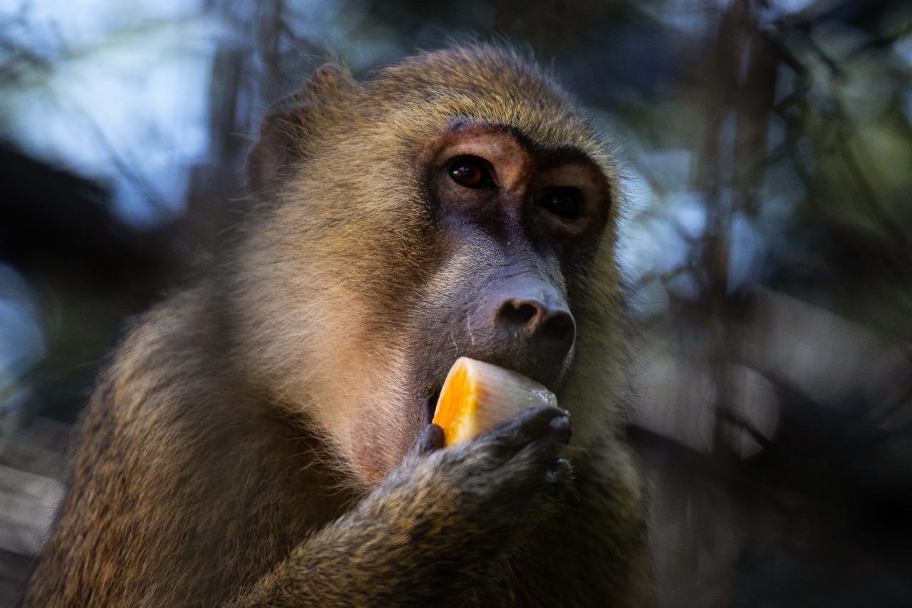 Animais do Zoológico Municipal de Volta Redonda ganham picolés de frutas para amenizar o calor