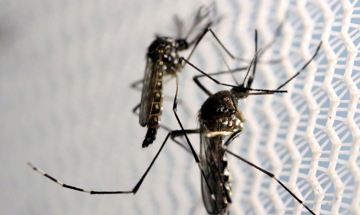 Rio de Janeiro registra aumento de 11% nos casos de dengue neste ano