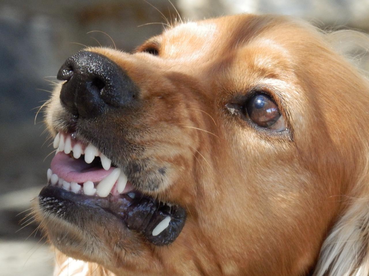 Guarda Ambiental de Barra Mansa faz alerta sobre cuidados com cães