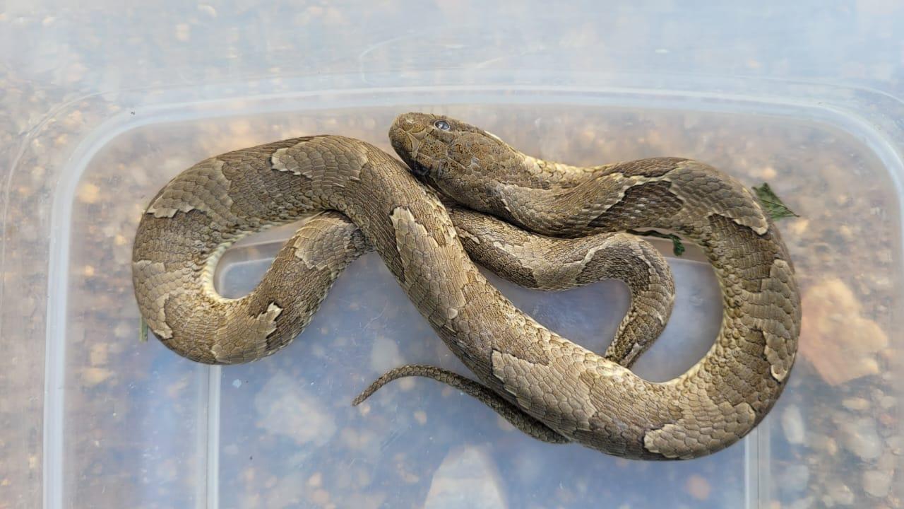 Zoológico Municipal de Volta Redonda devolve animais à natureza após reabilitação