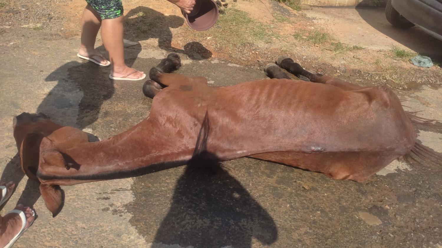 Barra Mansa: Guarda Ambiental apreende cavalo em situação de maus-tratos no bairro Roselândia