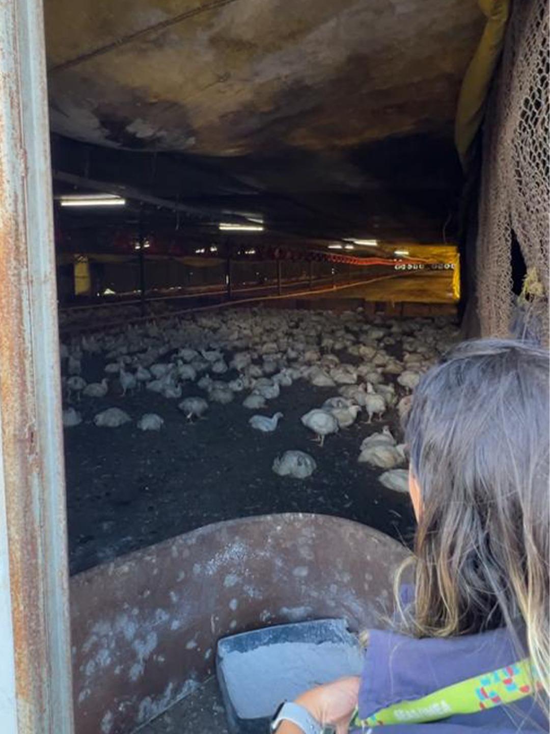 INEA realiza nova fiscalização em unidades da Granja Rica em Barra do Piraí