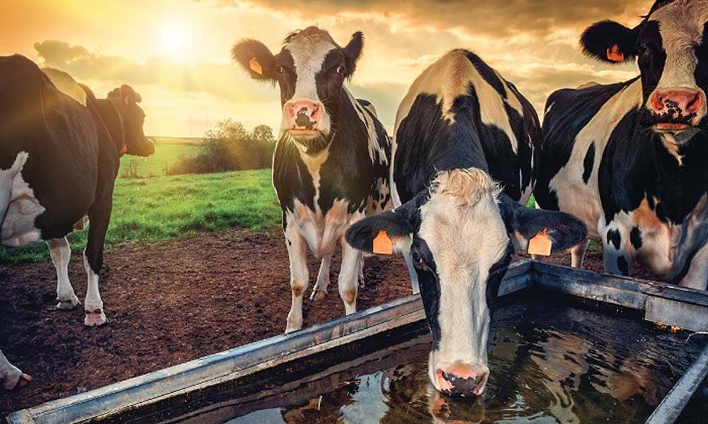 O novo despertar rural no Vale do Café