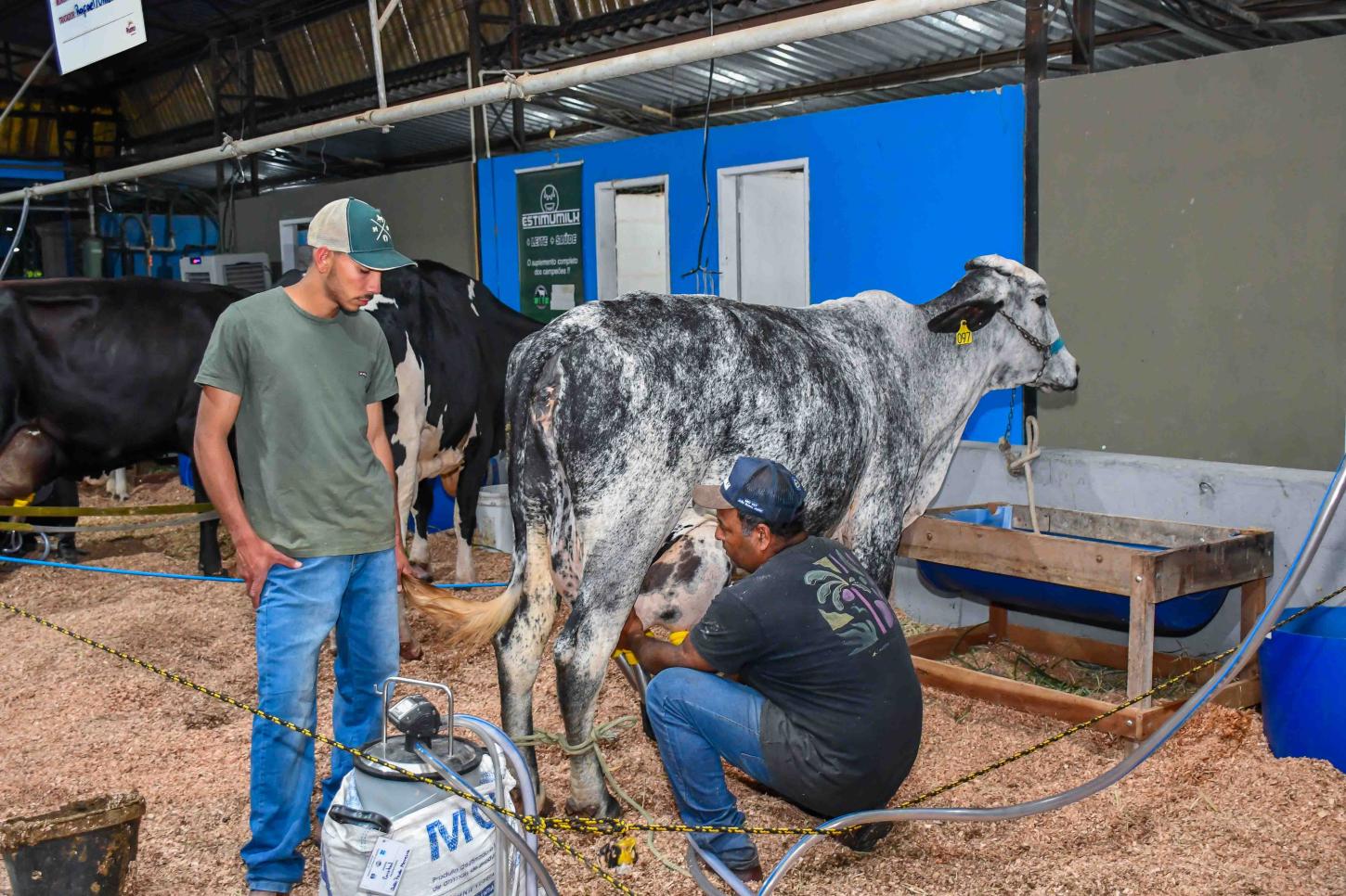 Resende conquista o 1º lugar na produção leiteira do Estado do Rio de Janeiro