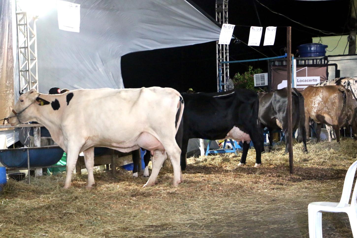 Secretaria de Desenvolvimento Rural e Sebrae impulsionam melhoramento genético em Barra Mansa