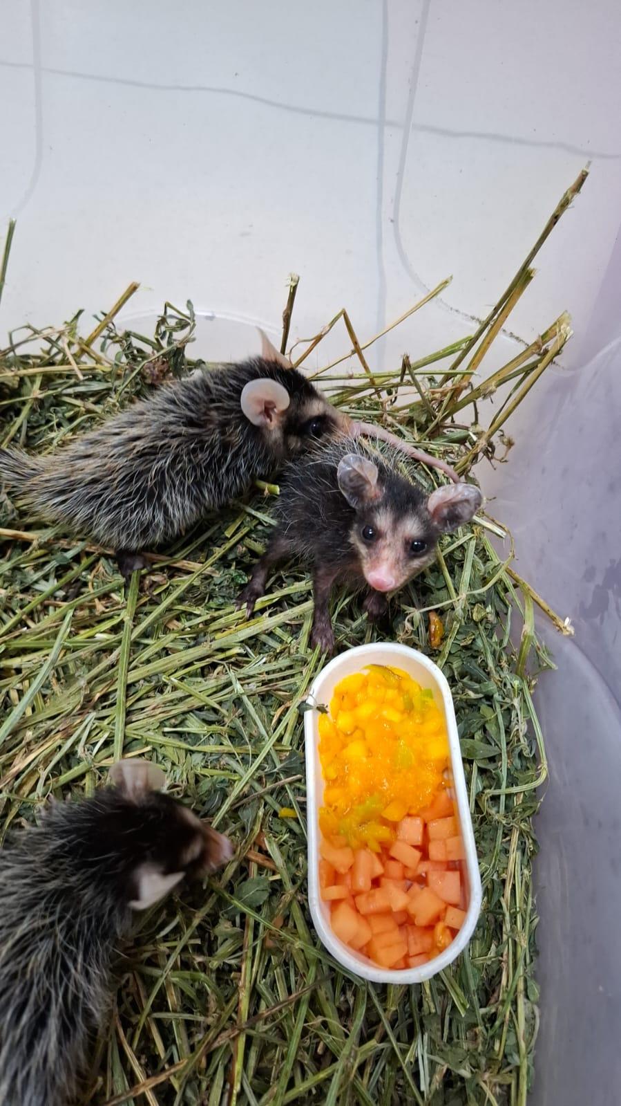 Animais resgatados em Volta Redonda retornam à natureza após reabilitação no Zoo-VR