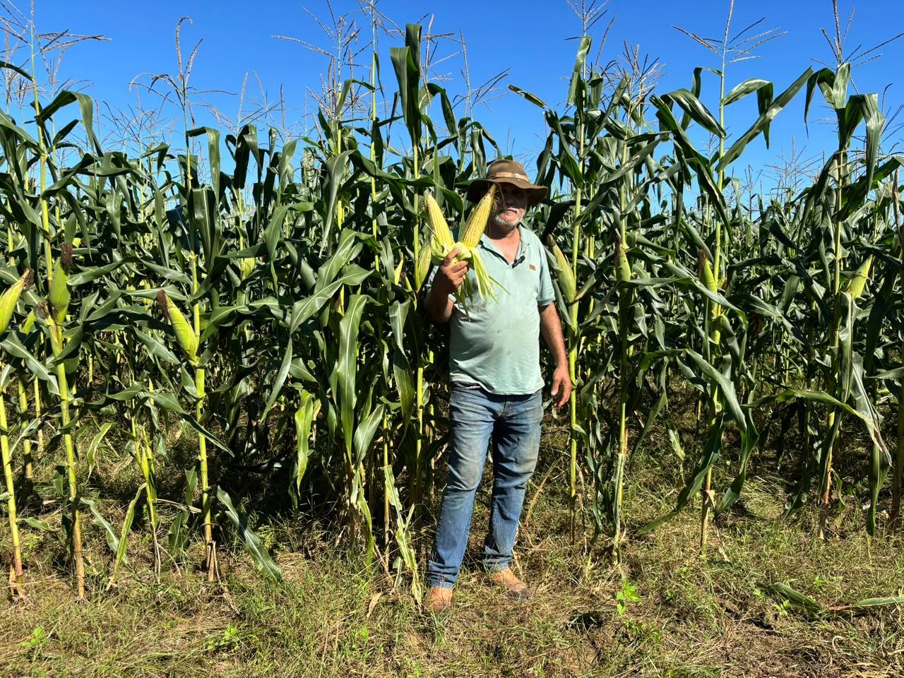 Milho fluminense abastece os arraiás e movimenta cerca de R$ 6,8 milhões na agricultura do estado