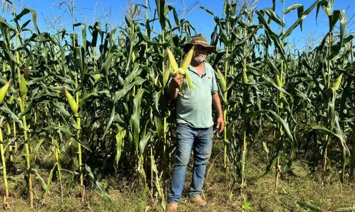 Milho fluminense abastece os arraiás e movimenta cerca de R$ 6,8 milhões na agricultura do estado